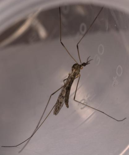 Réf. 321 022 : Rhipidia maculata
